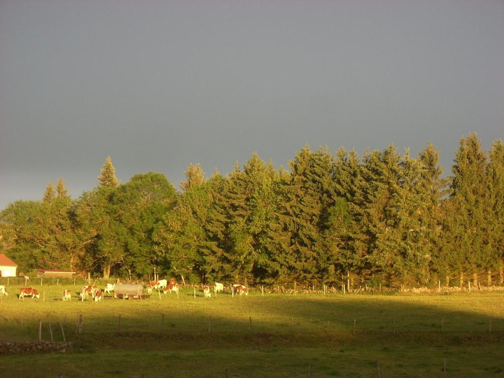 Les Roulottes De La Ferme Des Chanaux Saint-Julien-d'Ance Zimmer foto